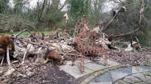 Towntree chair and giant dead flowers february