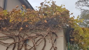 Large grape vine in garden october